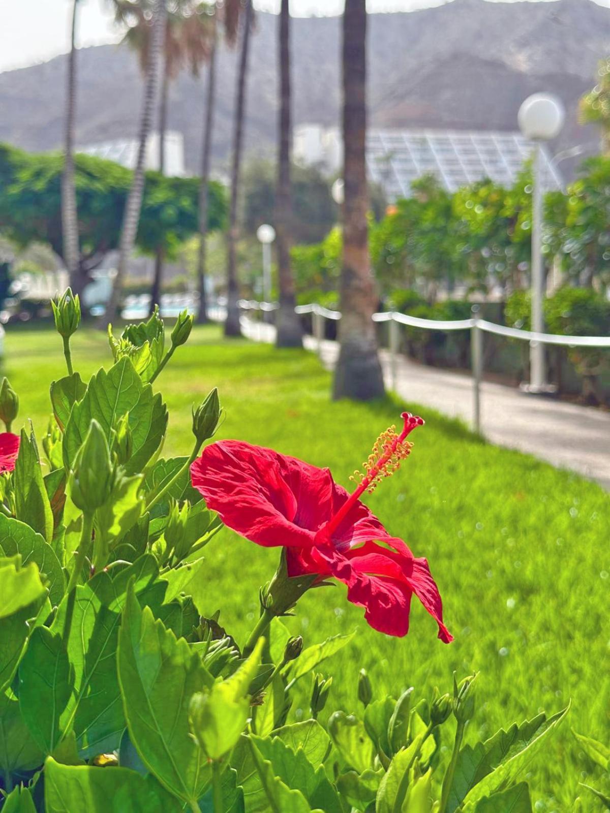 Apartamentos Portonovo プエルトリコ エクステリア 写真